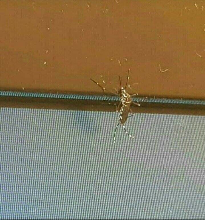 ENCONTRADO FOCO DO MOSQUITO AEDES AEGYPTI NO MUNICÍPIO