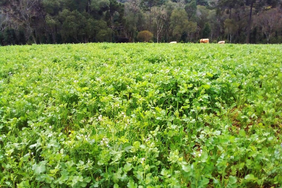 Secretaria Municipal de Agricultura inicia trabalhos de verão em General Carneiro.